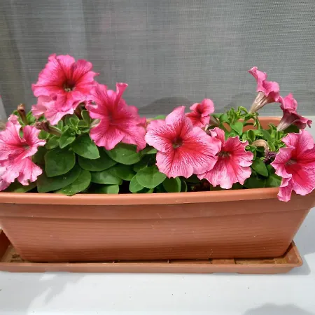 Napsugar Vendeghaz 3* Ujudvar