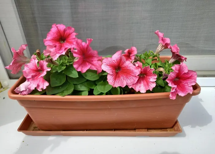 Napsugar Vendeghaz 3* Újudvar