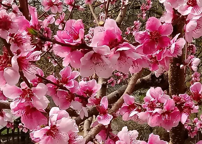 בית הארחה Napsugar Vendeghaz 3*